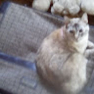 Meet your Posher, Ellen